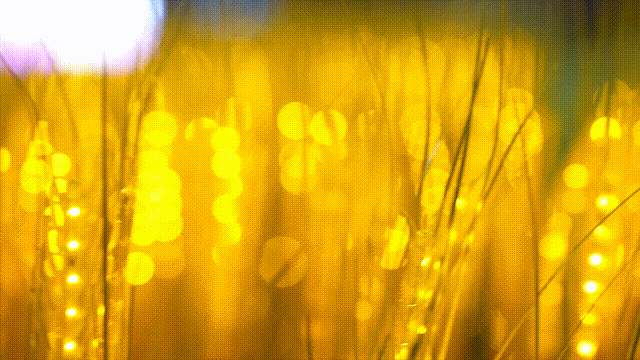 香港回归25周年庆典，洲明光显再次大显身手了！