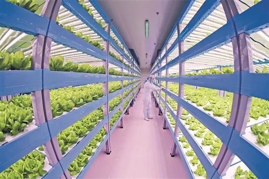 LED农业光照研究与产业融合发展