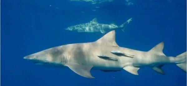 手机8k真的“可”？