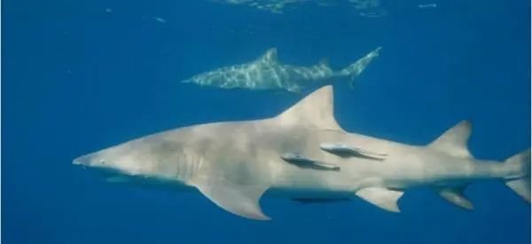 手机8k真的“可”？