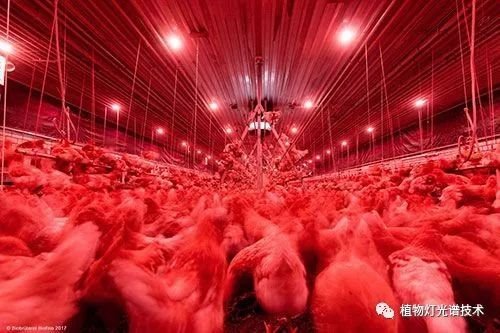 家禽饲养光照技术规范的意义