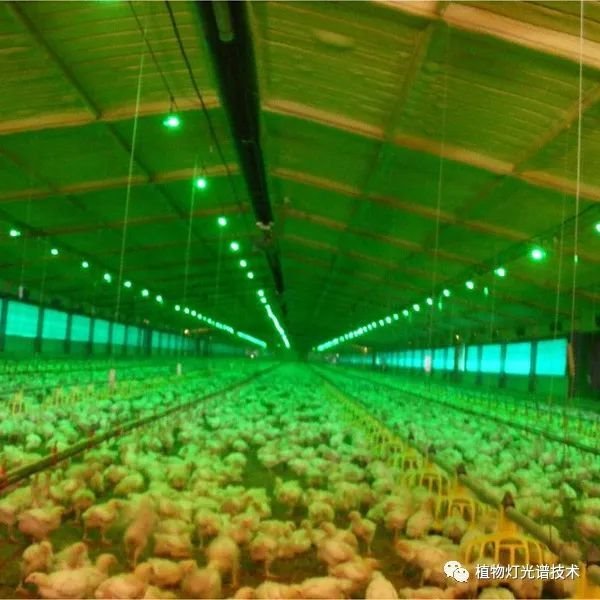 家禽饲养光照技术规范的意义