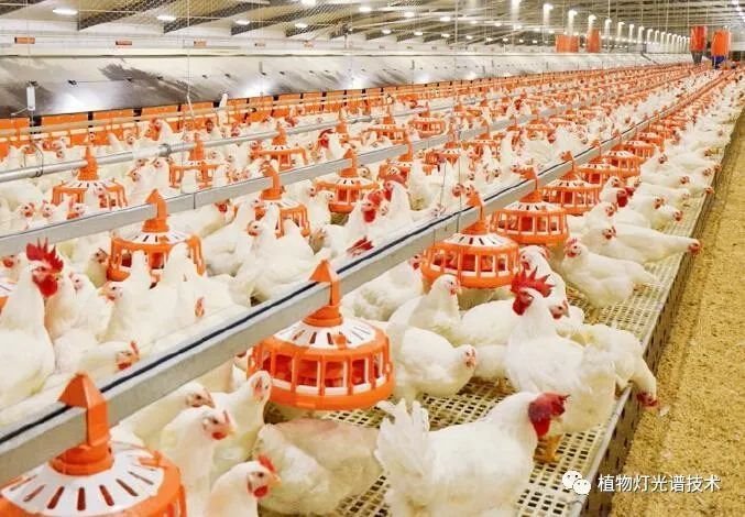 家禽饲养光照技术规范的意义