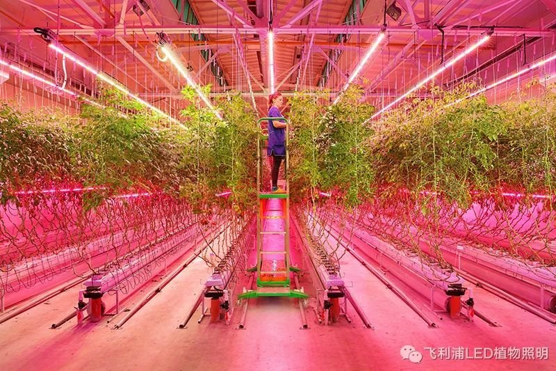 中科三安携手厚德农科将在卡塔尔设植物工厂、昕诺飞和俄罗斯创新型农业企业达成合作