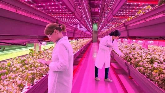 欧司朗推出首款采用5050封装的四合一彩色LED