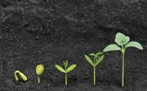 材料深一度|唐国庆：农业的根本出路在哪里？