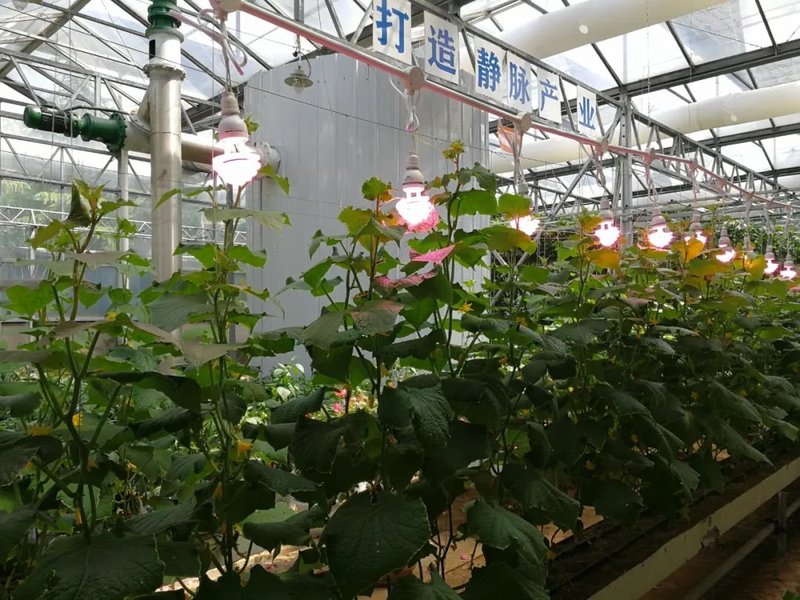 植物补光设备行业发展驱动因素及机遇挑战分析