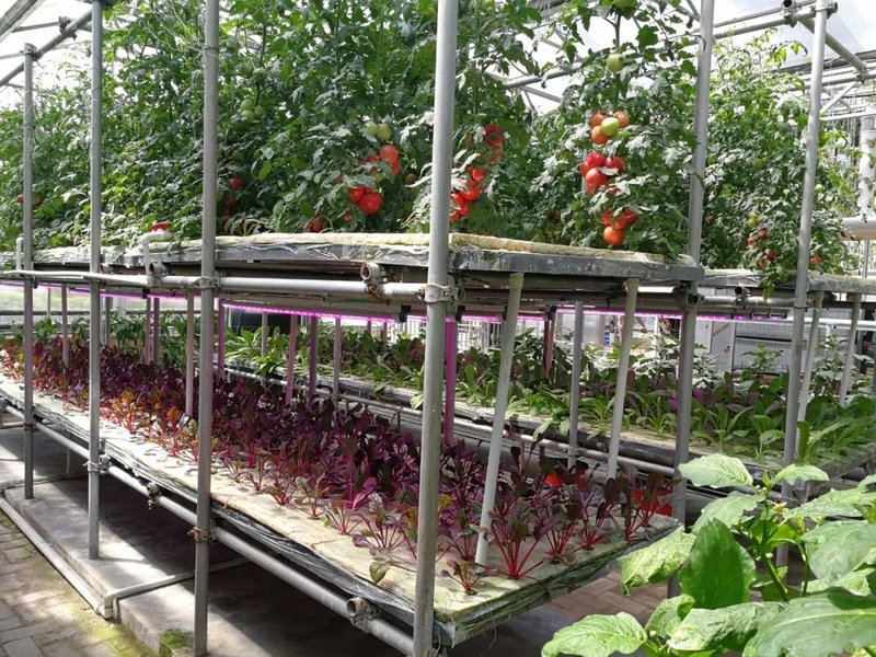 植物补光设备行业发展驱动因素及机遇挑战分析