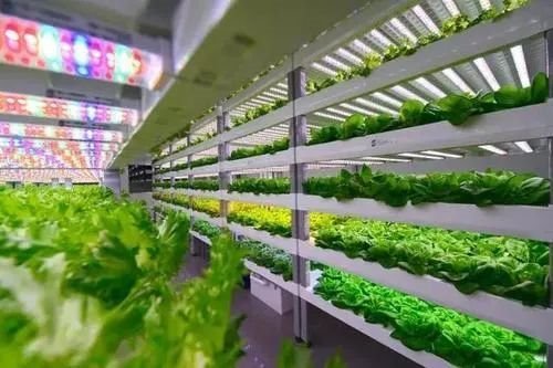 中日荷三国“植物工厂”的最新发展案例一览