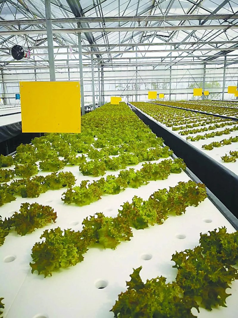 中日荷三国“植物工厂”的最新发展案例一览