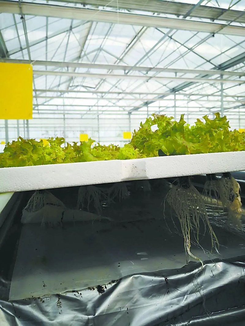 中日荷三国“植物工厂”的最新发展案例一览