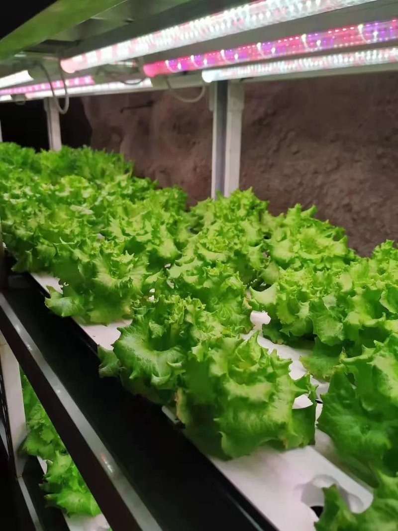 地下245米废弃矿井种出蔬菜！植物工厂关键技术研究出成果