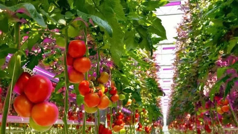 疫情之下“一蔬难求”丨鸿利智汇推面向现代农业的LED产品，助力家居种植